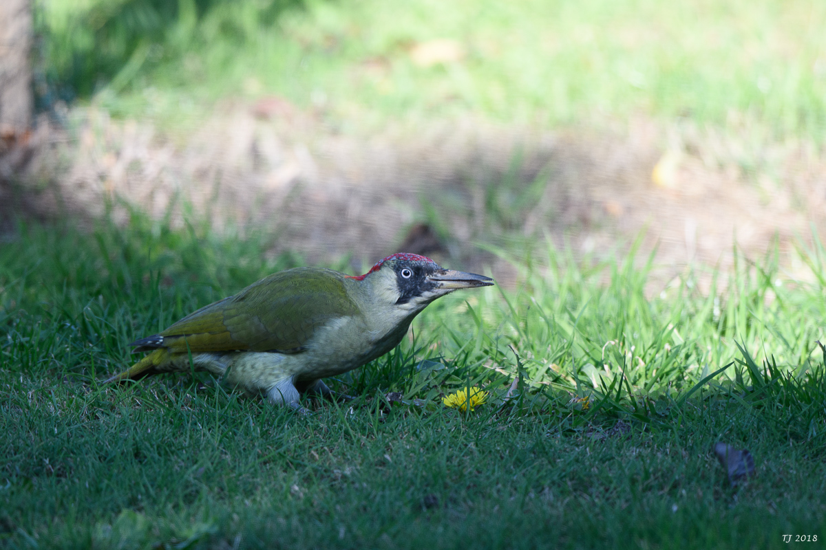 DSC_0804.jpg