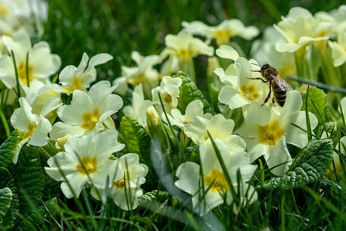 20180331_D500_0288vNF.jpg
