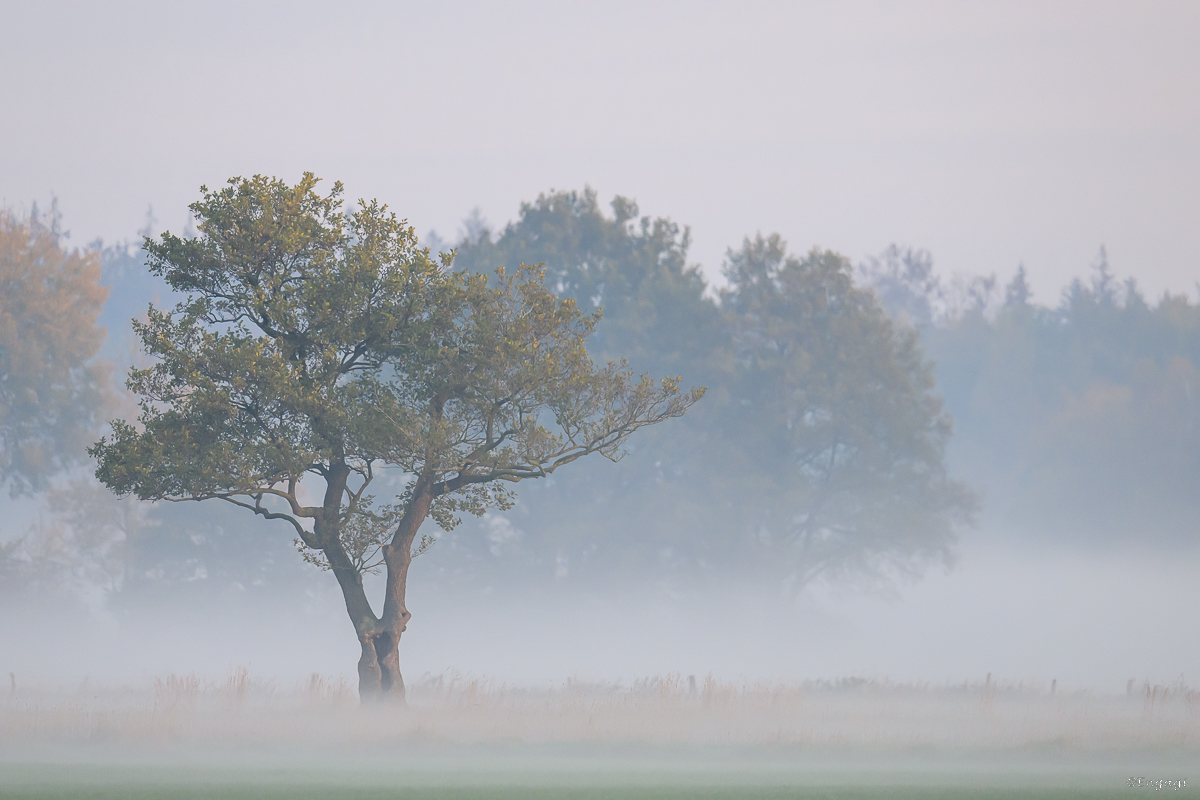 DSC_6465.jpg