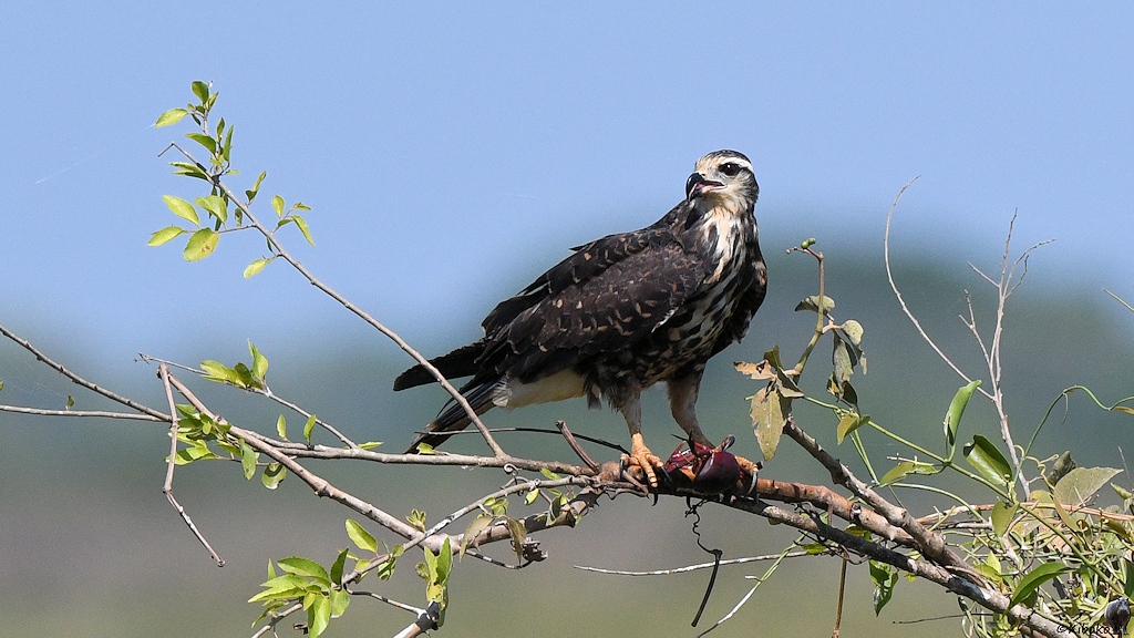 Ein brauner Greifvogel mit weißem Hals sitzt auf einen Zweig und hällt eine rötliche Krabbe mit einen Bein fest