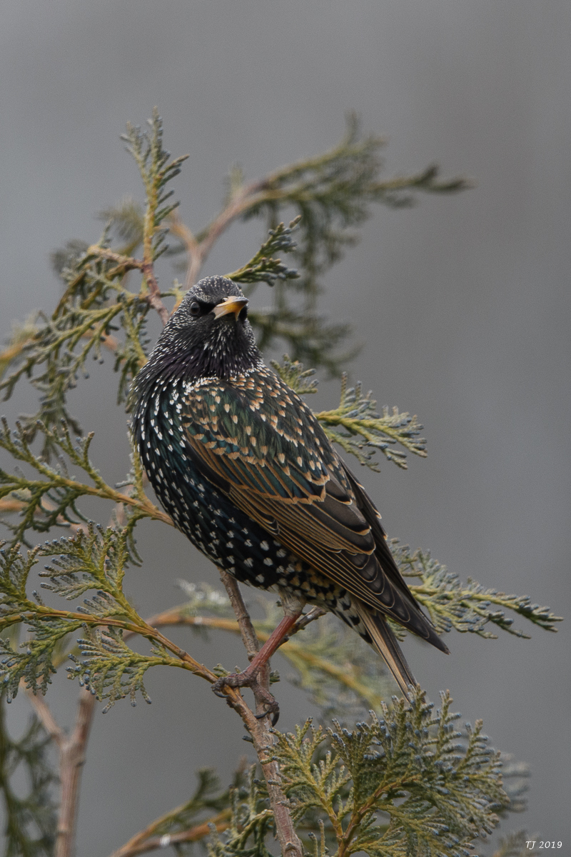 DSC_7271.jpg