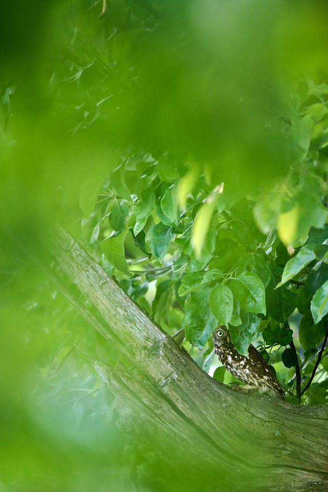 DSC_3552-X2.jpg