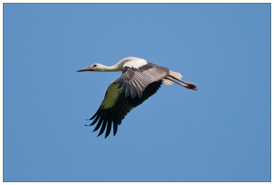 Storch0005.jpg