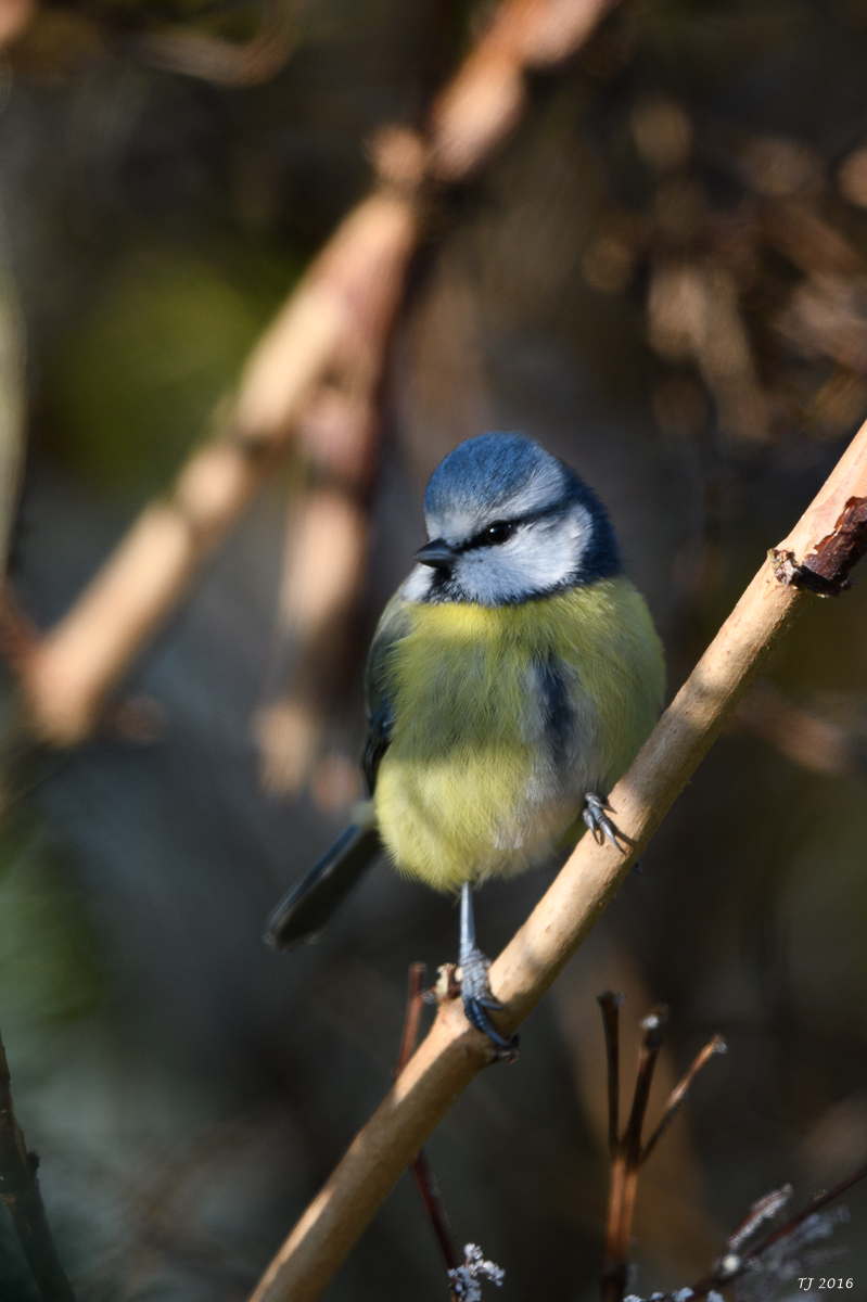 DSC_0044.jpg