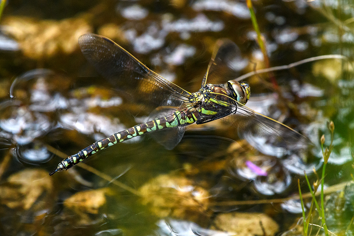 20180709_D500_0857vNF.jpg