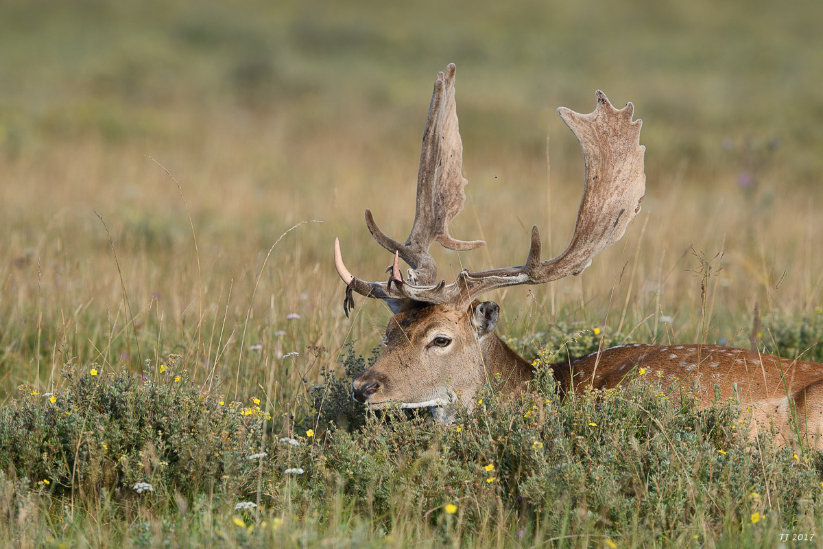 DSC_2425.jpg