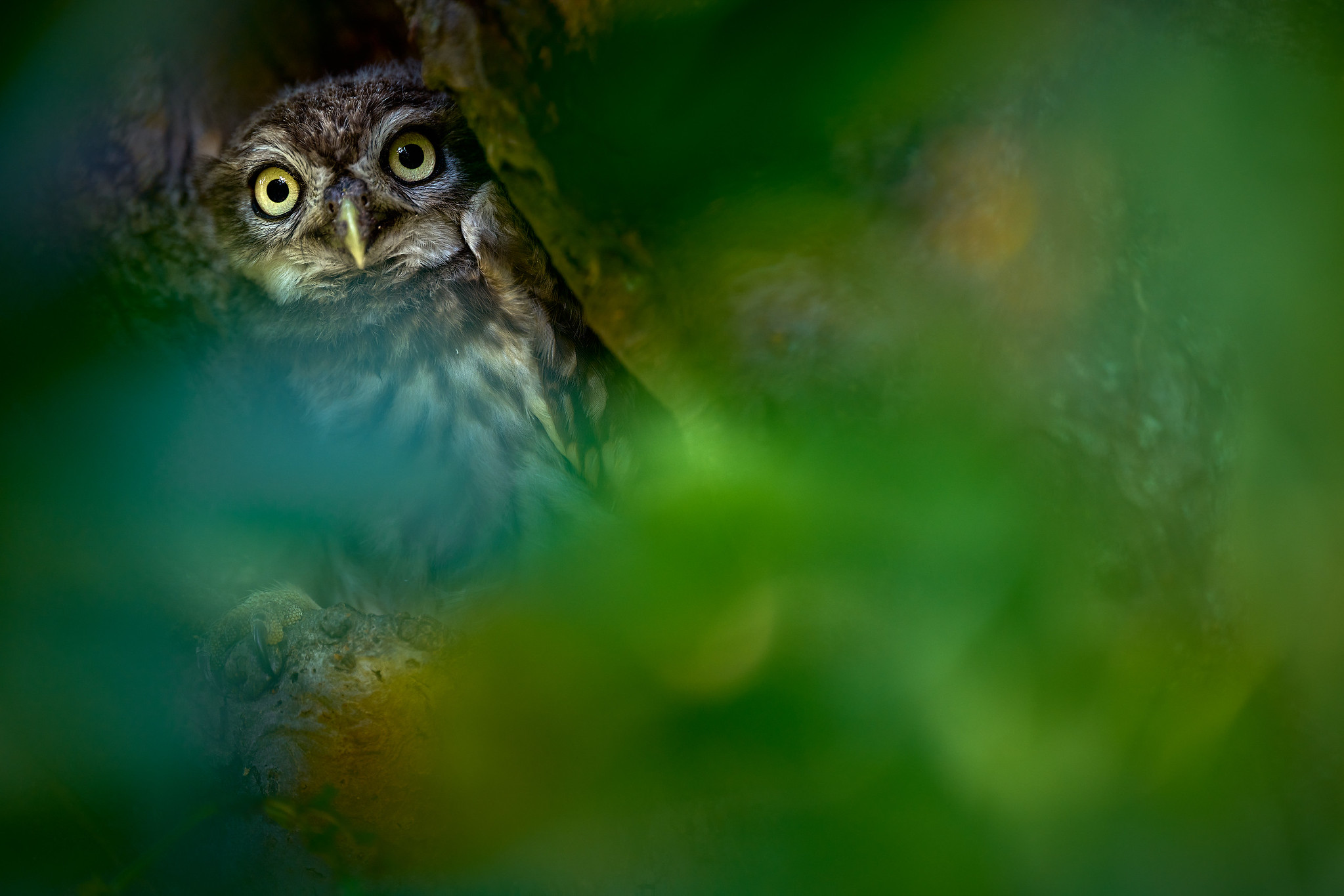 DSC_8538-X4.jpg
