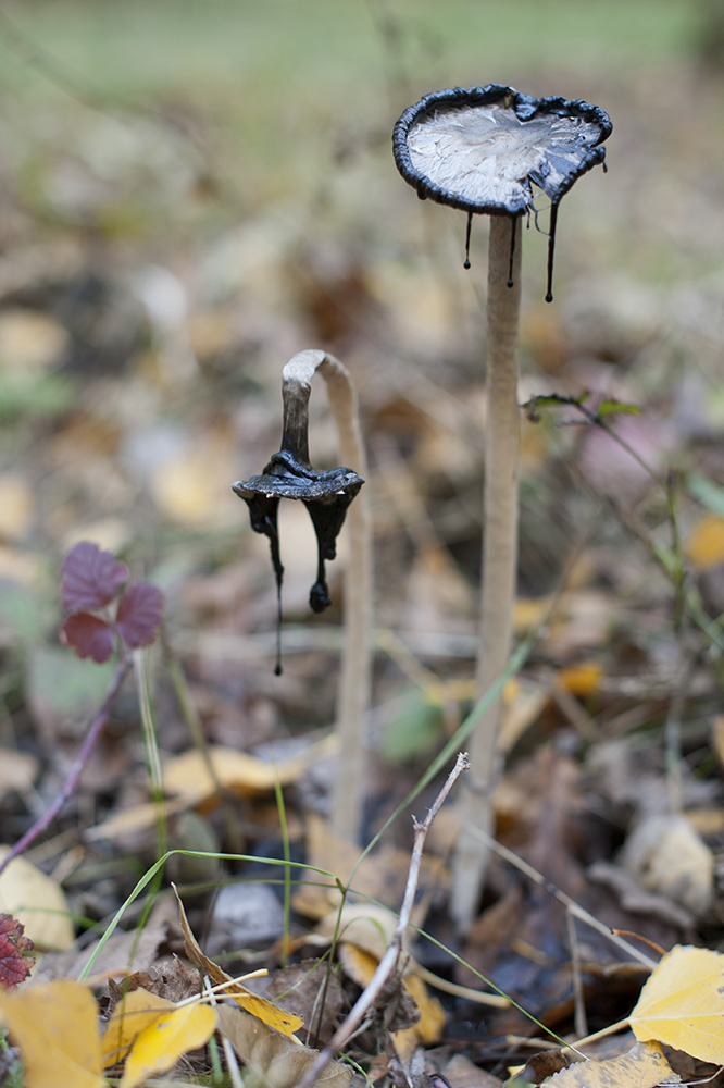 herbstpilz-42.jpg
