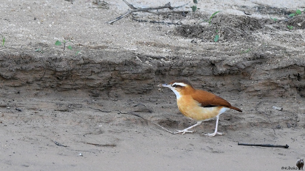 Ein kleiner brauner Vogel mit weißer Kehle und hellen Beinen läuft am Ufer entlang
