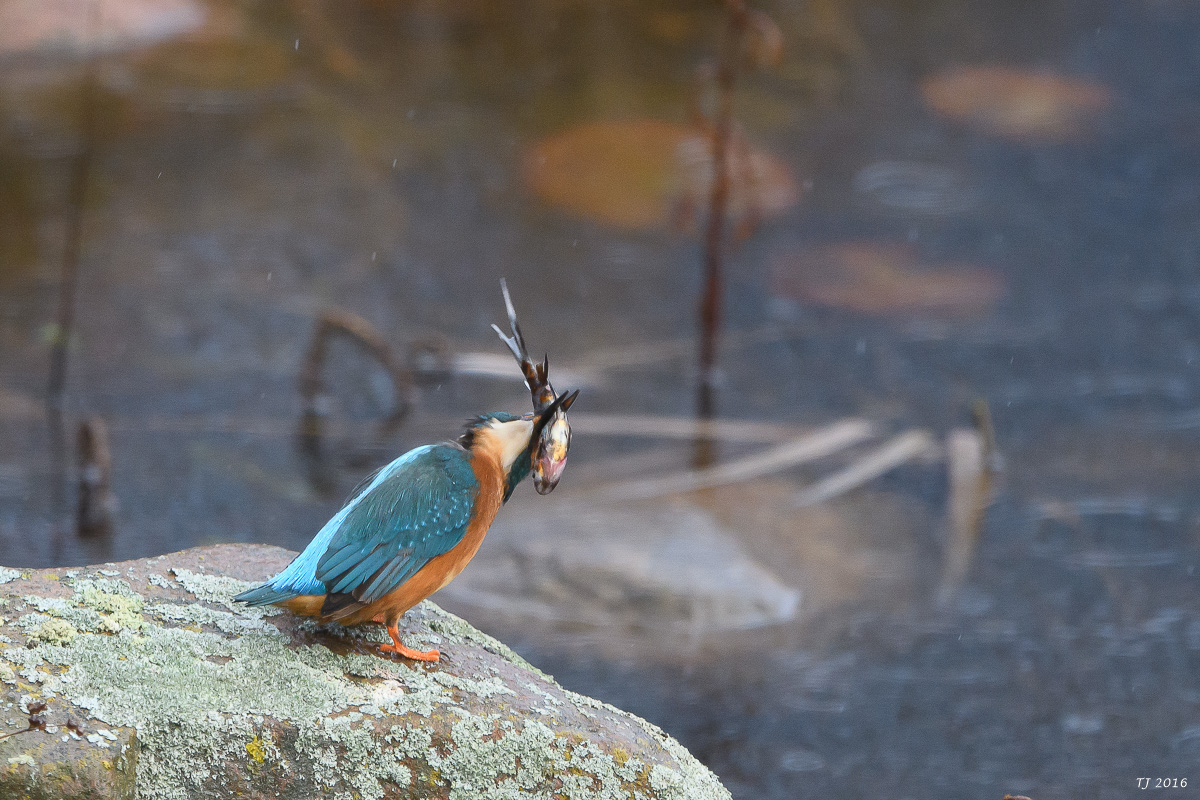 Eisvogel-69.jpg