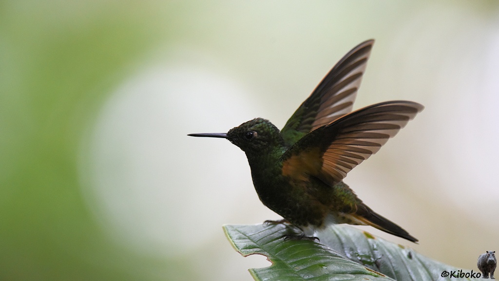 Das Bild zeigt den gleichen dunkelgrünen Vogel vom vorherigen Bild. Hier stehen die Flügel hoch. Sie sind bräunlich und halbtransparent.