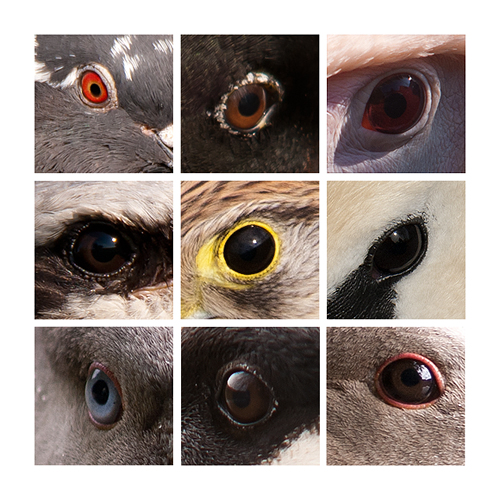 vogelaugen02.jpg