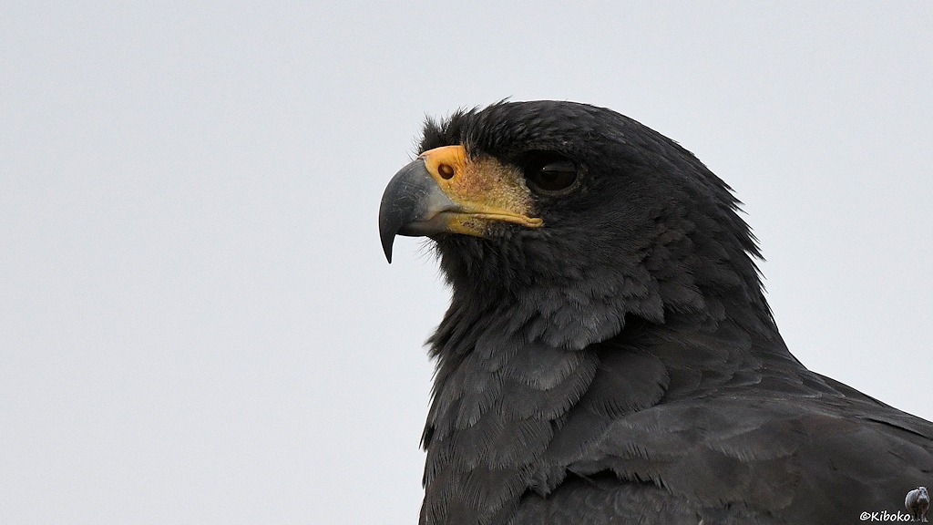Porträt eines dunkelgrauen Raubvogels mit gelbem Schnabel