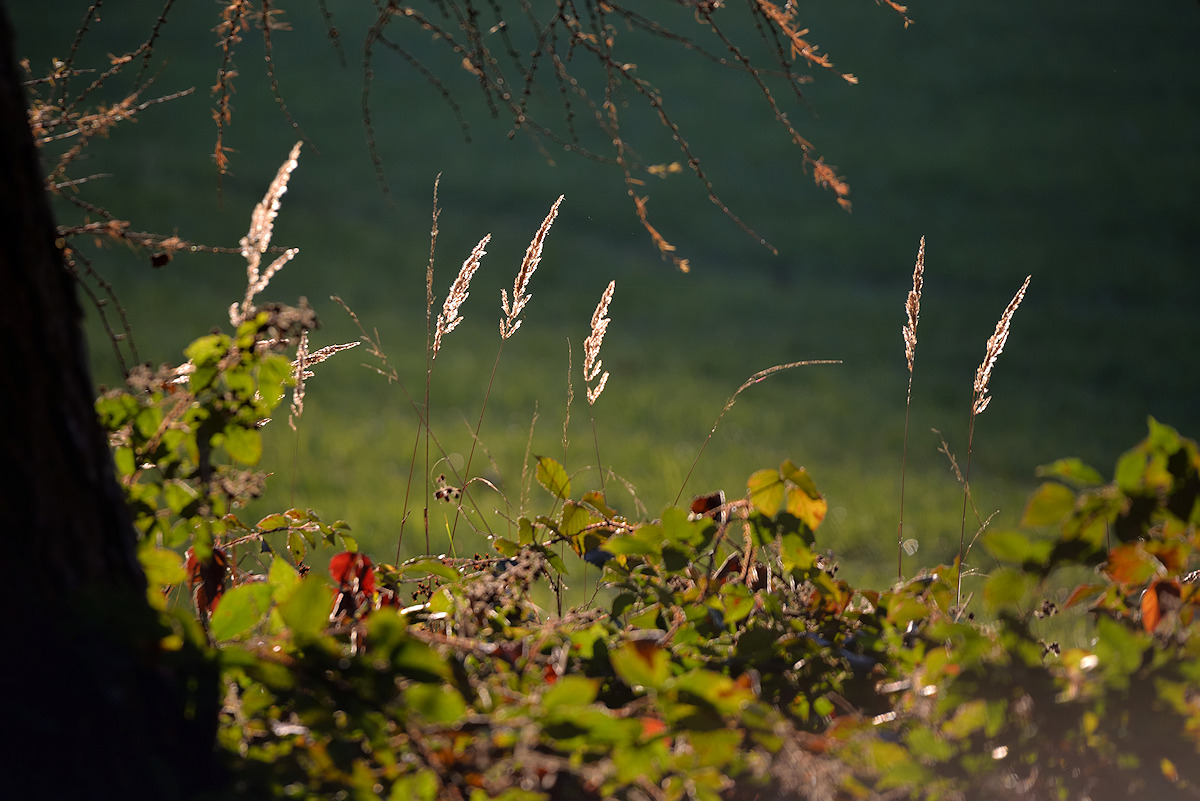 DSC_9252.jpg