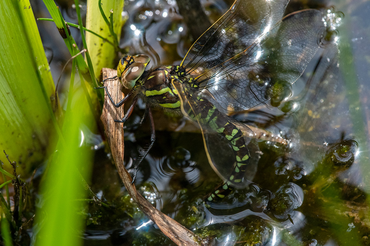 20180709_D500_1117NF.jpg