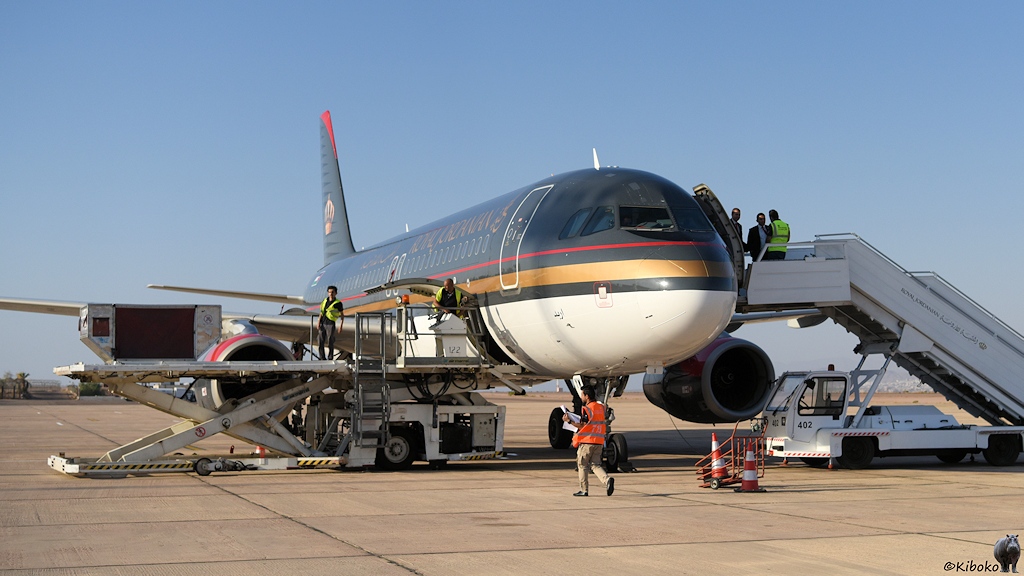 Grau-weißer Flieger mit goldener Bauchbinde steht zum Einsteigen bereit