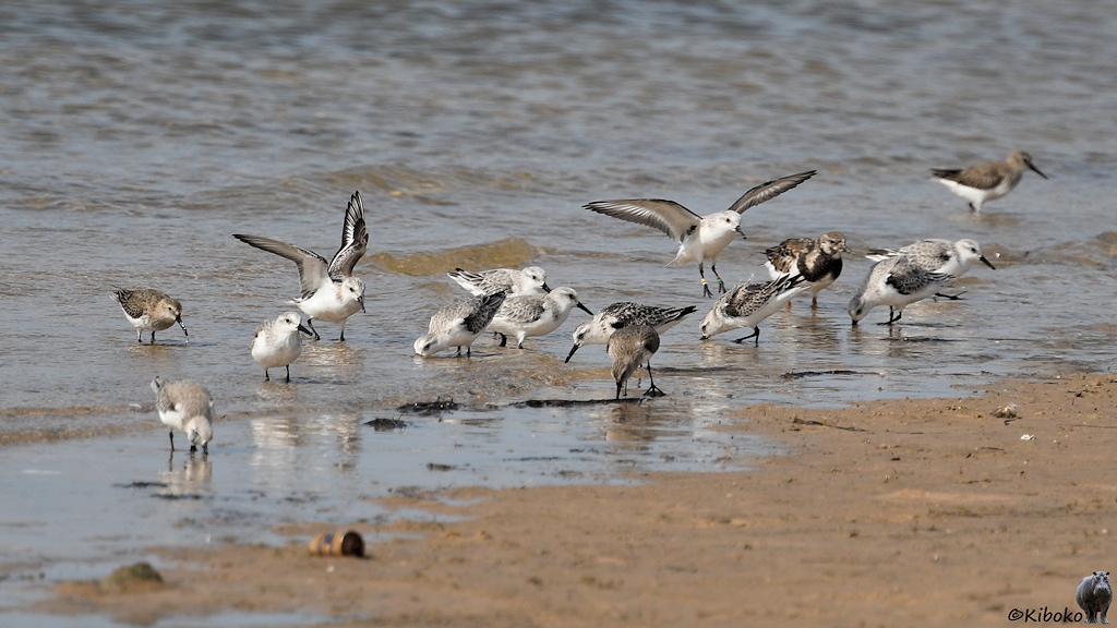 Das Bild zeigt eine Gruppe von 15 weiß-grau-braunen Vögeln die in Ufernähe am Strand nach Nahrung suchen.