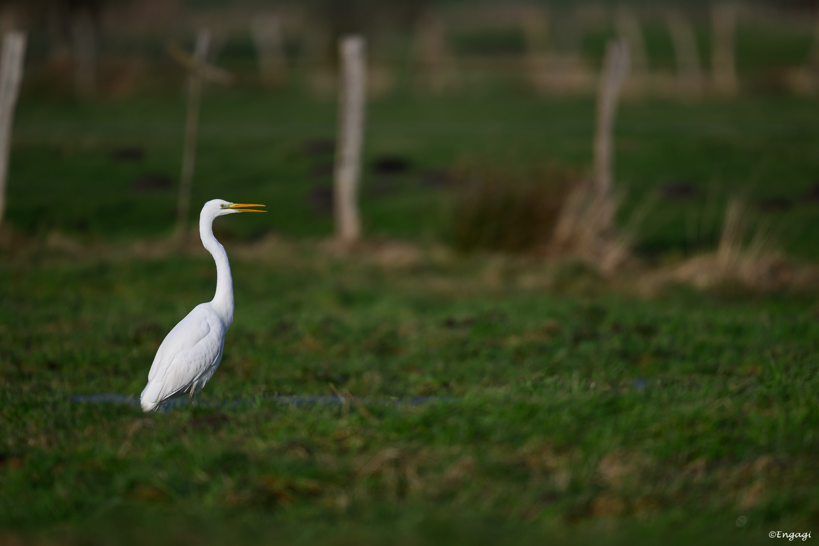 DSC_4828.jpg