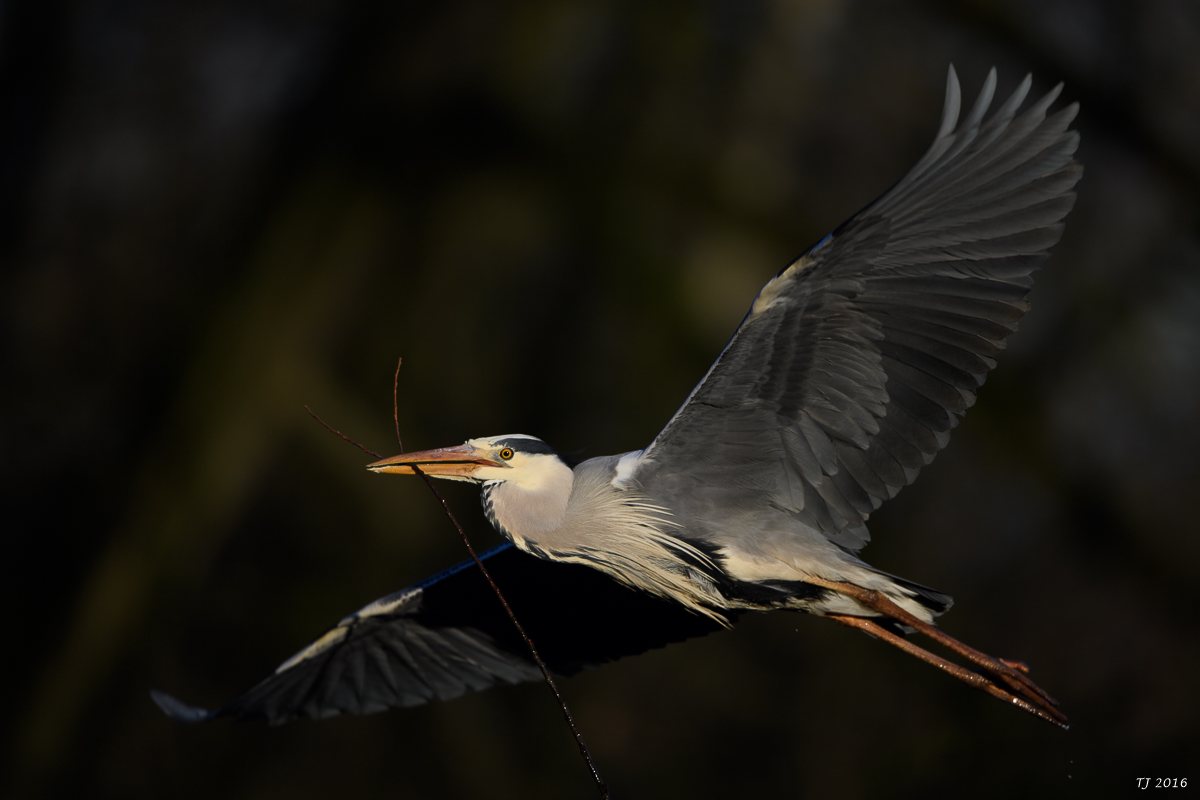 DSC_0293.jpg