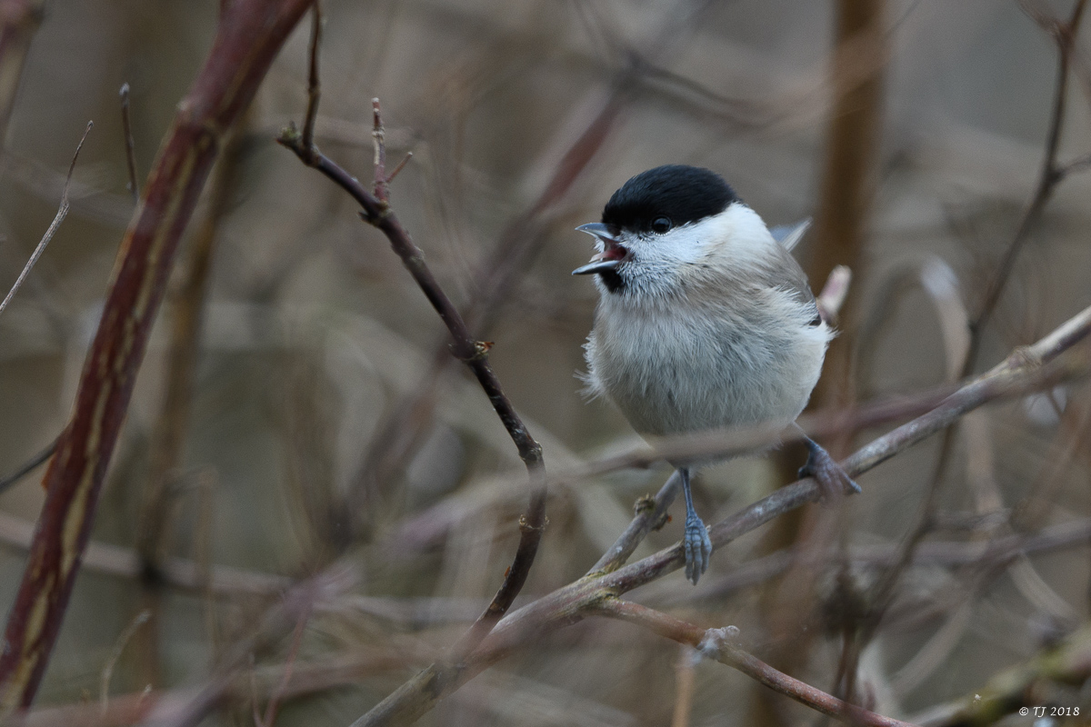DSC_3441.jpg