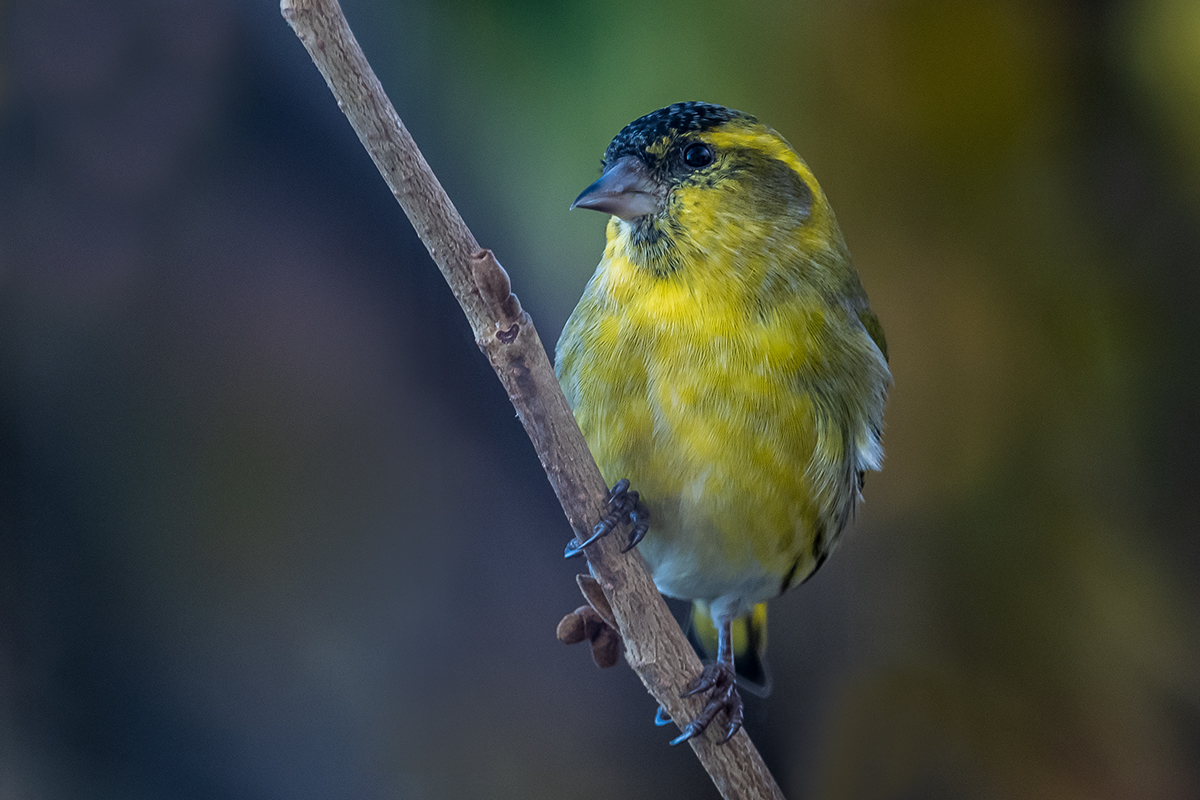 20201106_ND5_0909NF.jpg