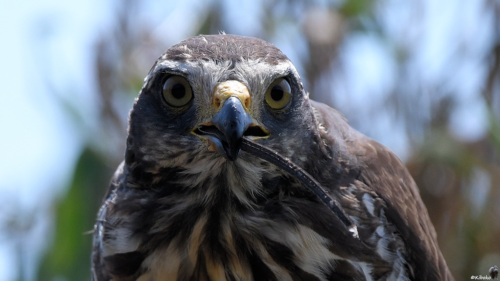 Portrait eines braun-weiss gefleckten Raubvogels dem ein dunkler Eidechsenschwanz aus dem Schnabel schaut
