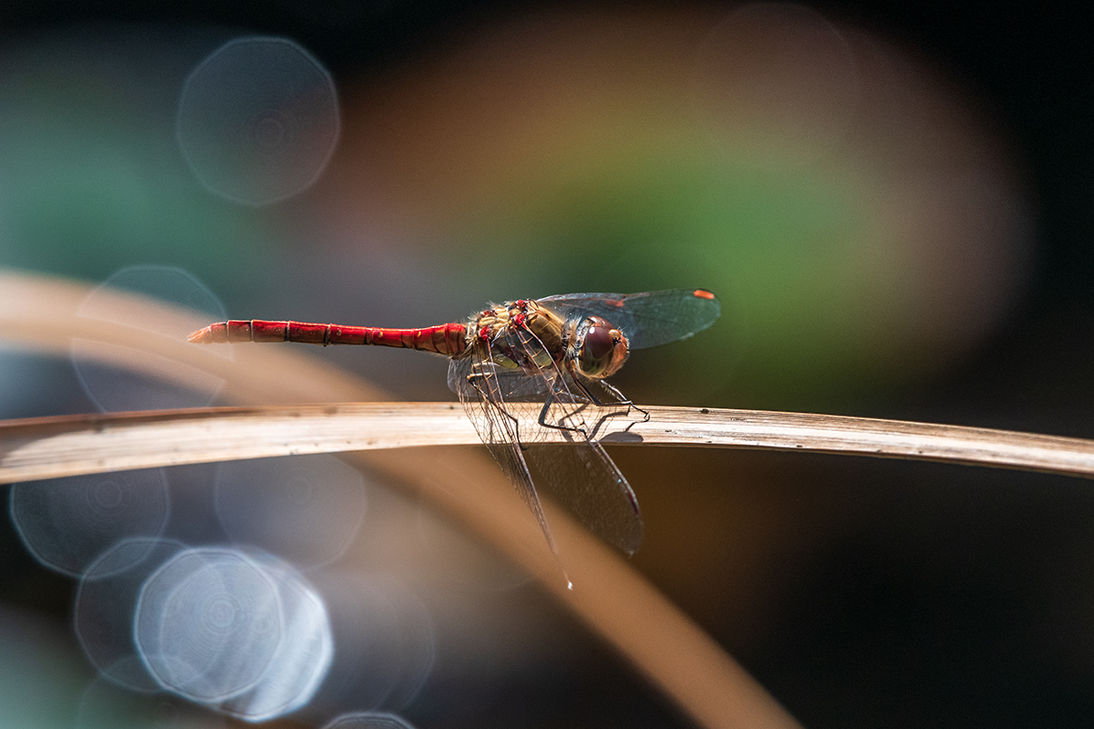 20200910_D500_0613NF.jpg