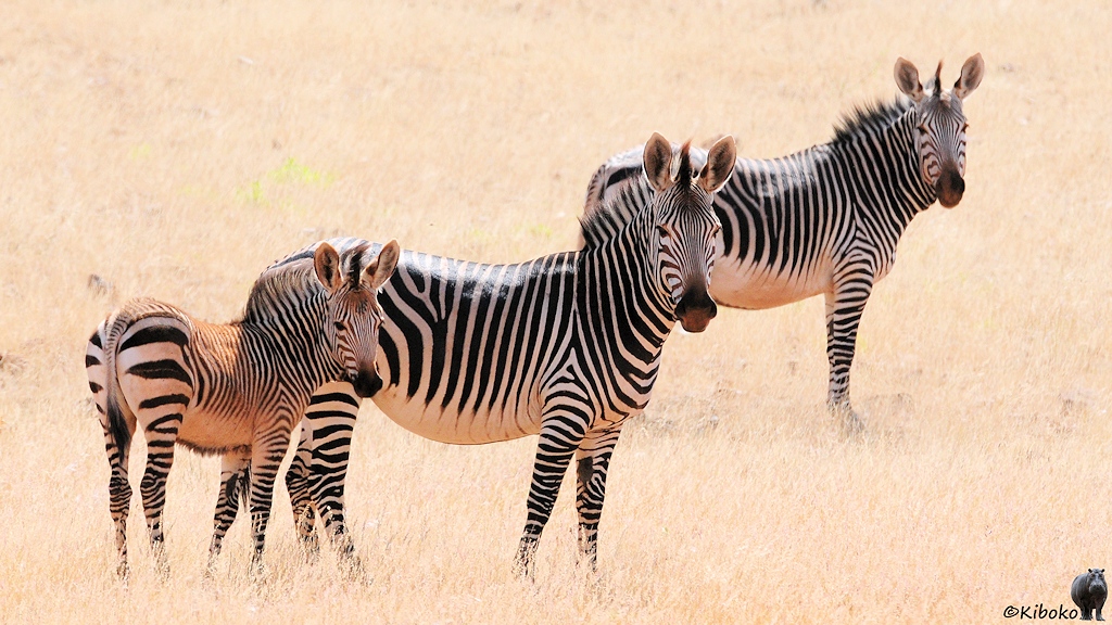 Drei Bergzebras stehen versetzt hintereinander und schauen von einer trockenen Grasebene in die Kamera.