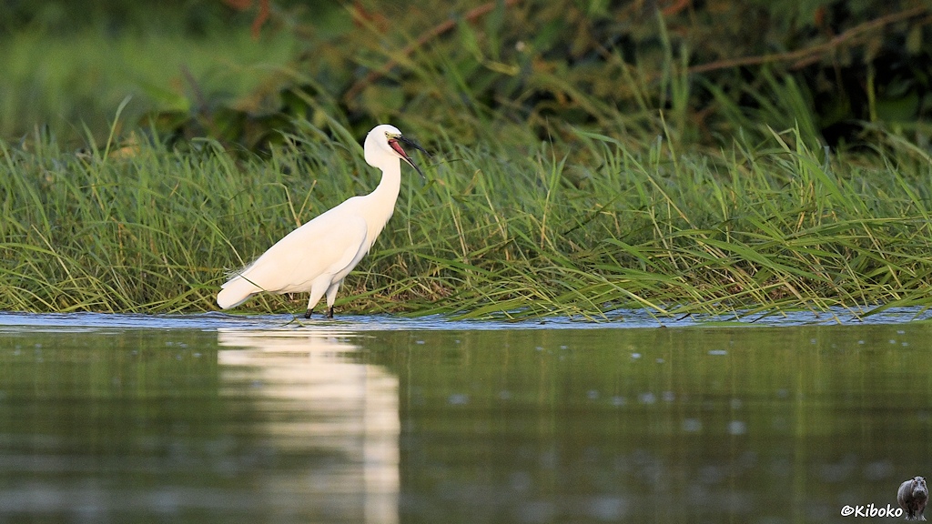 Das Bild zeigt einen weißen Vogel mit dem Beinen im Wasser stehen. Der schwarze Schnabel ist geöffnet. Im Hintergrund ist hohes Gras.