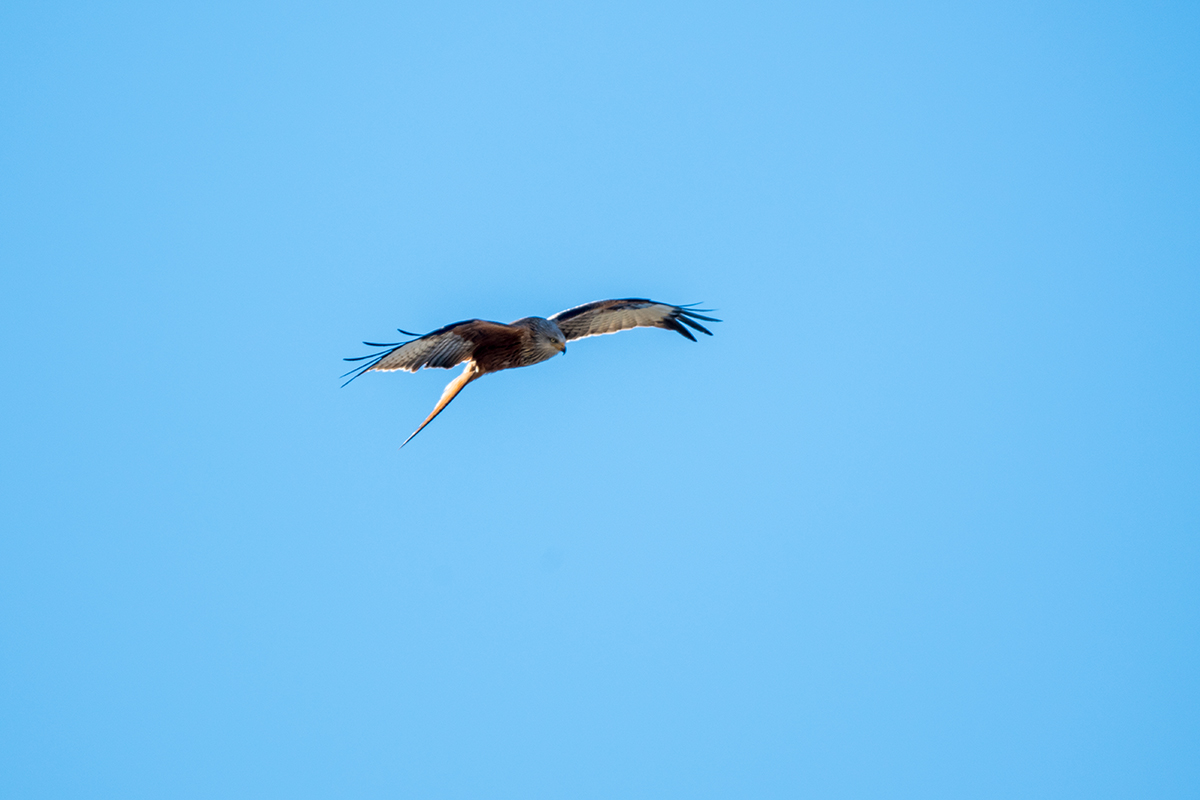 20210228_D850_1511NF.jpg