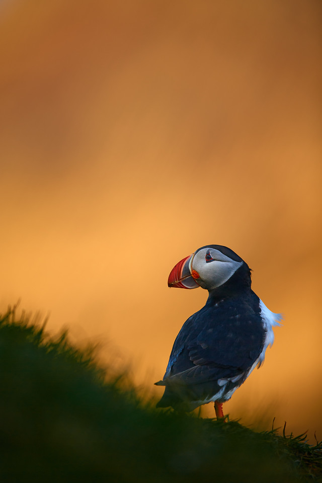 DSC_6956-X2.jpg