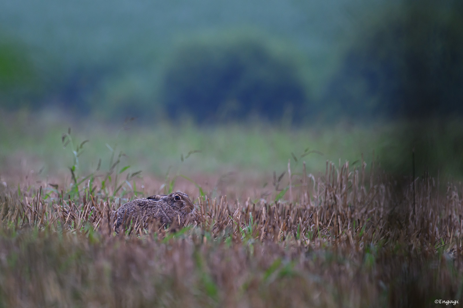 DSC_4833.jpg