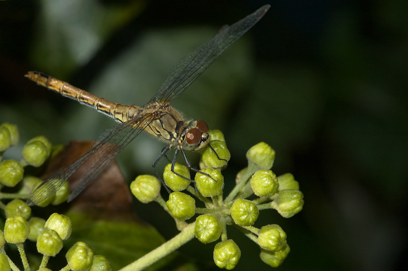 DSC_4869.jpg