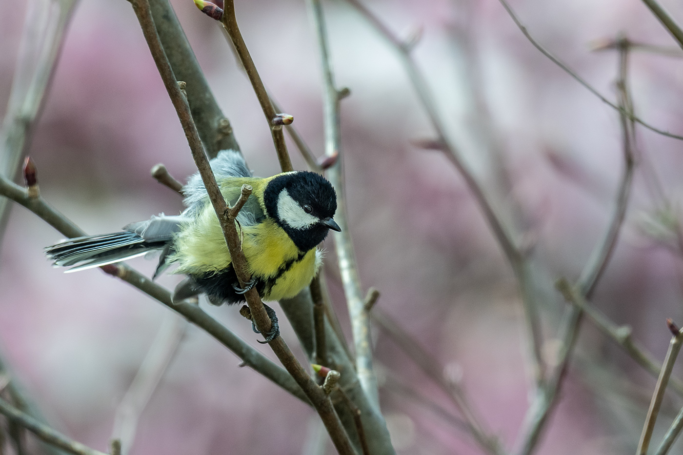 20190405_ND5_0234NF.jpg