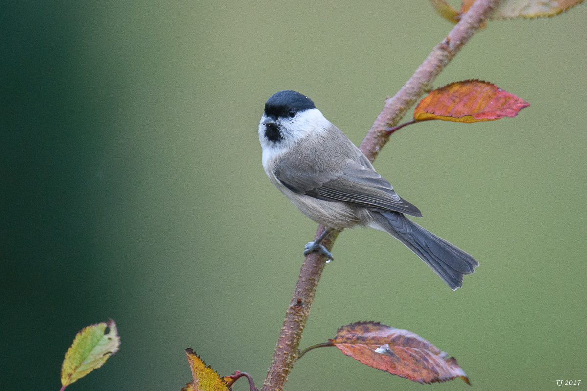 DSC_0063.jpg
