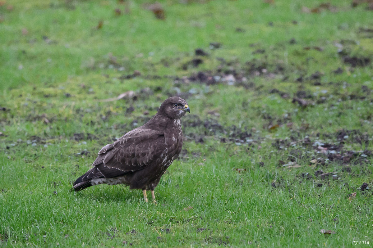 DSC_2792.jpg