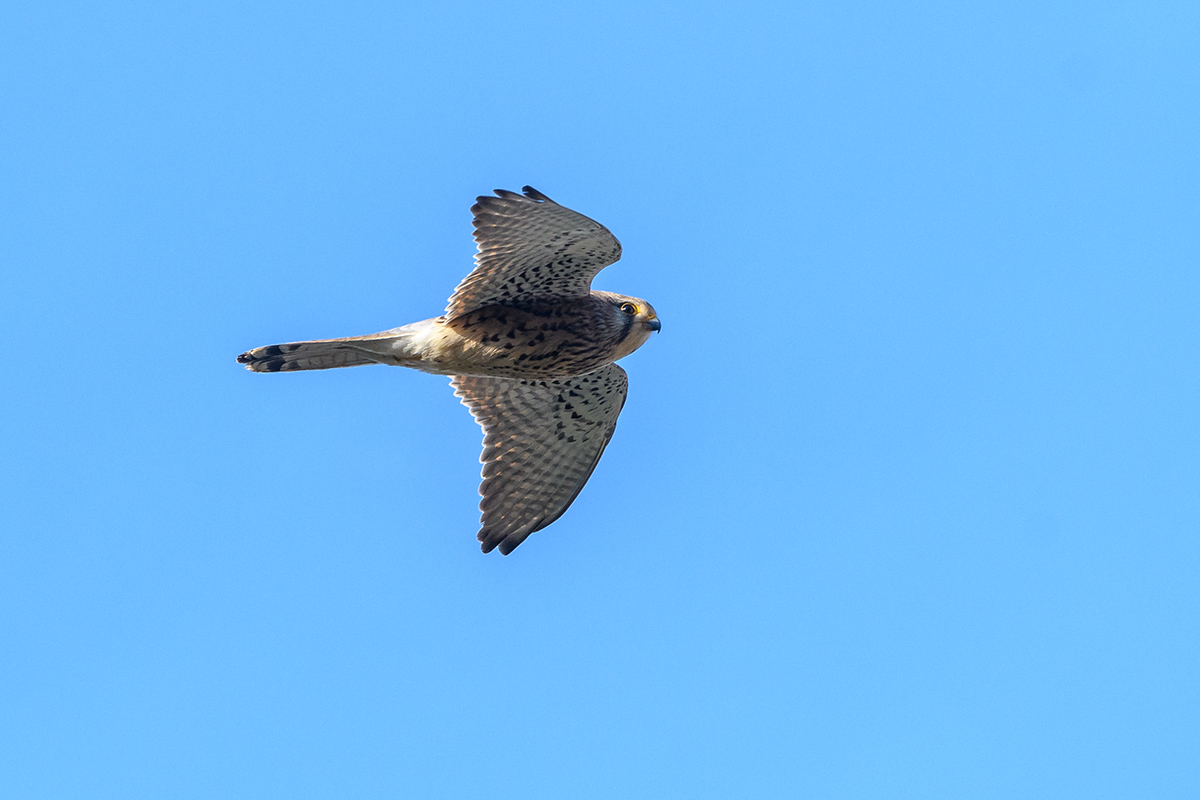 20180403_D500_0013NF.jpg