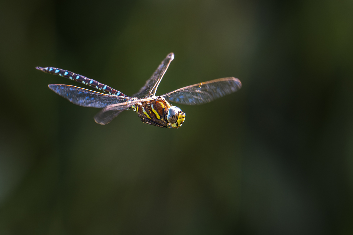 20260811_NZ9_0190_DPXNF.jpg