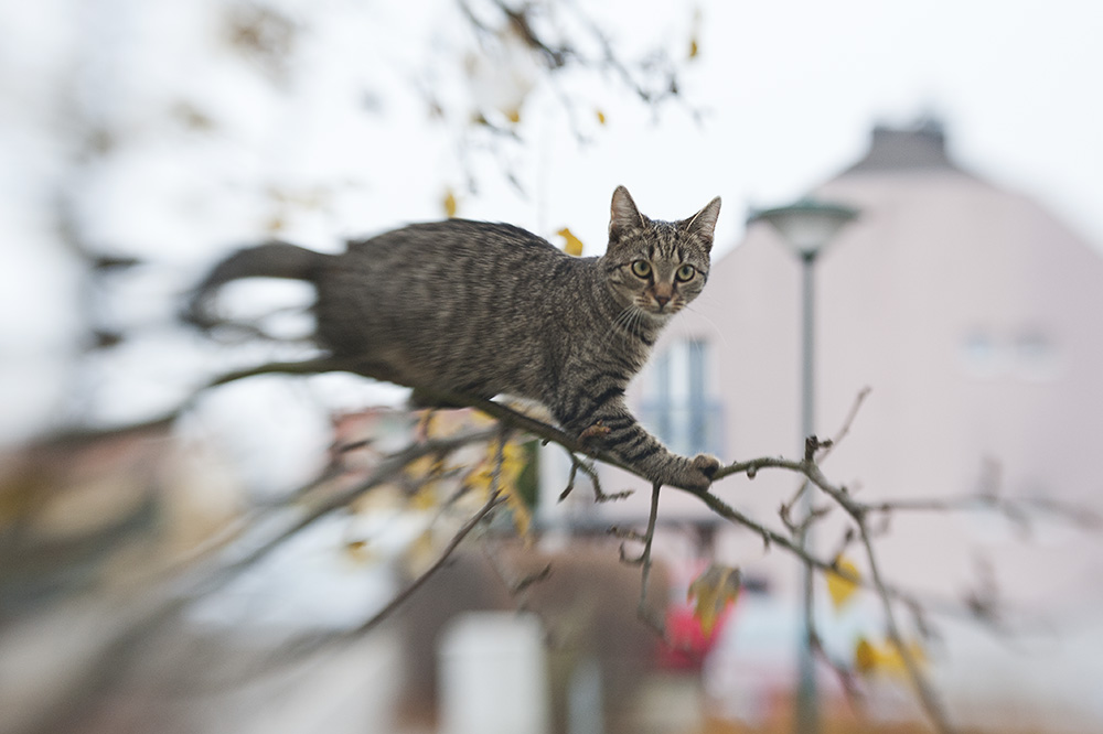 teich-bad-vöxlau-lensbaby-8.jpg