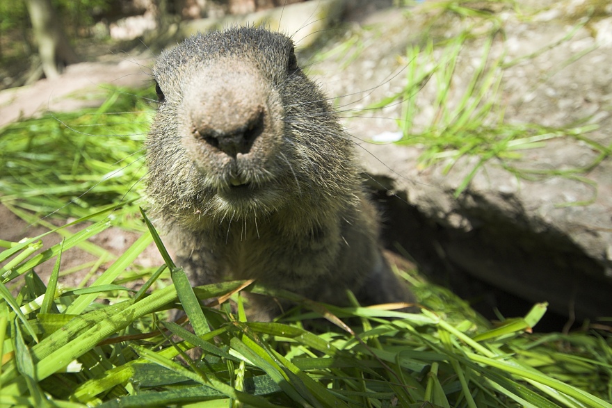 nff_marmot01.jpg