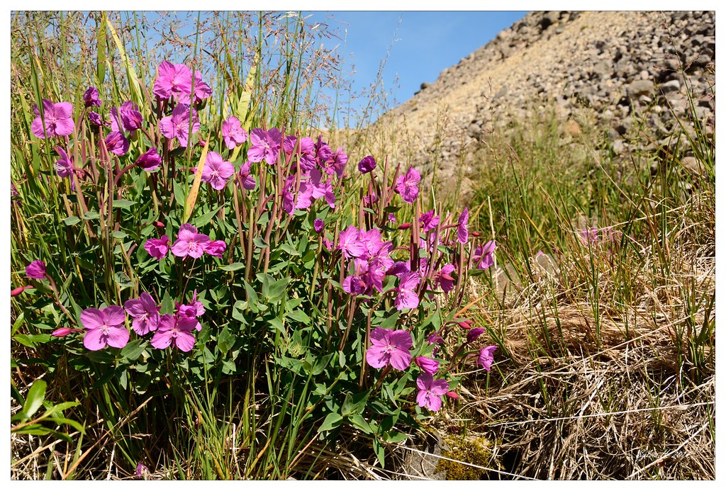 14826812068_977784eac4_b.jpg
