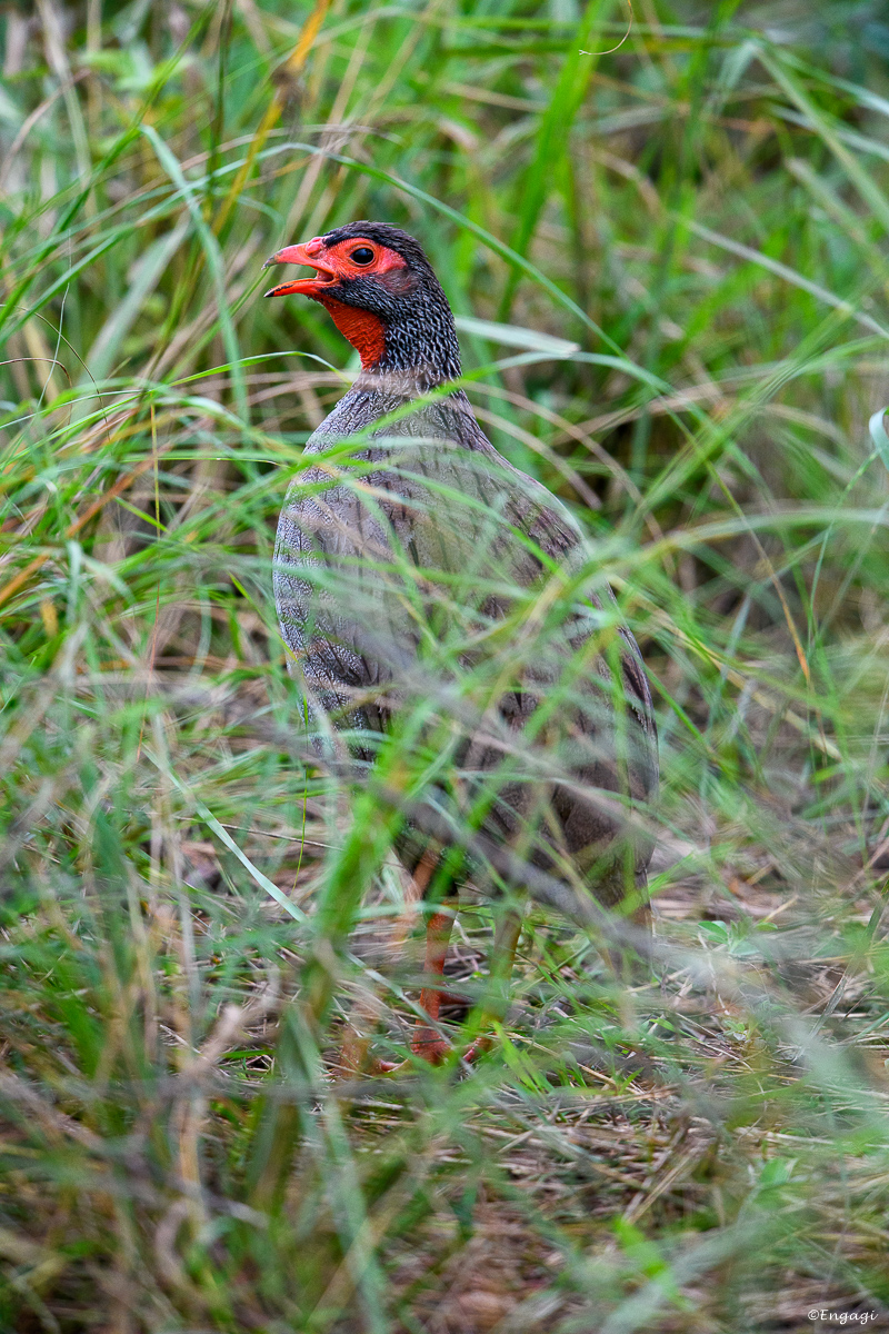 Uganda%201169.jpg
