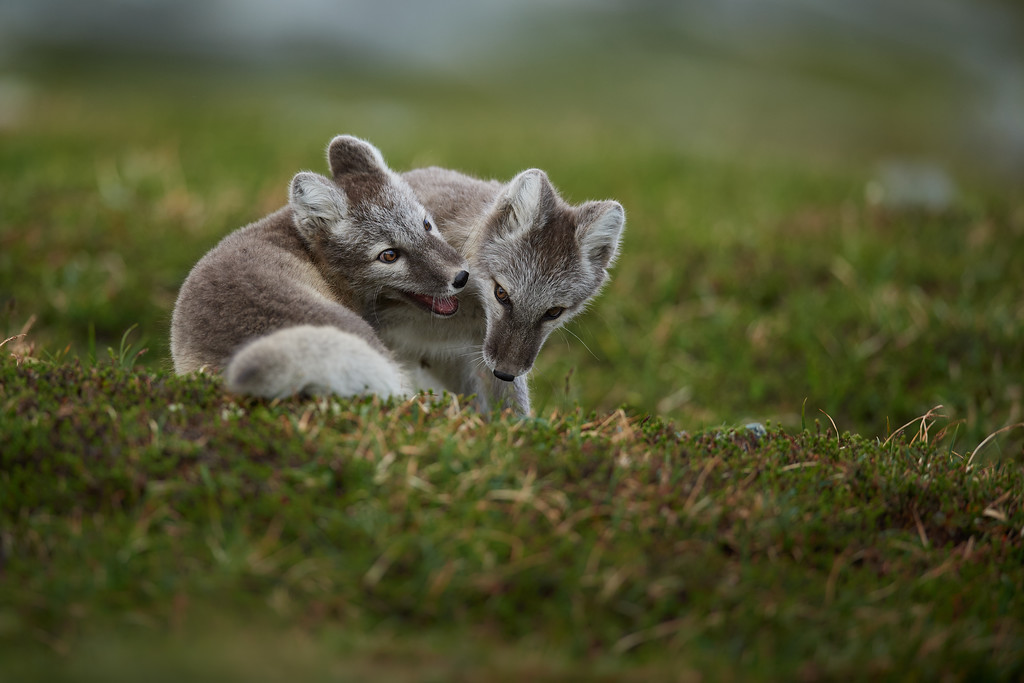 DSC_8248-XL.jpg
