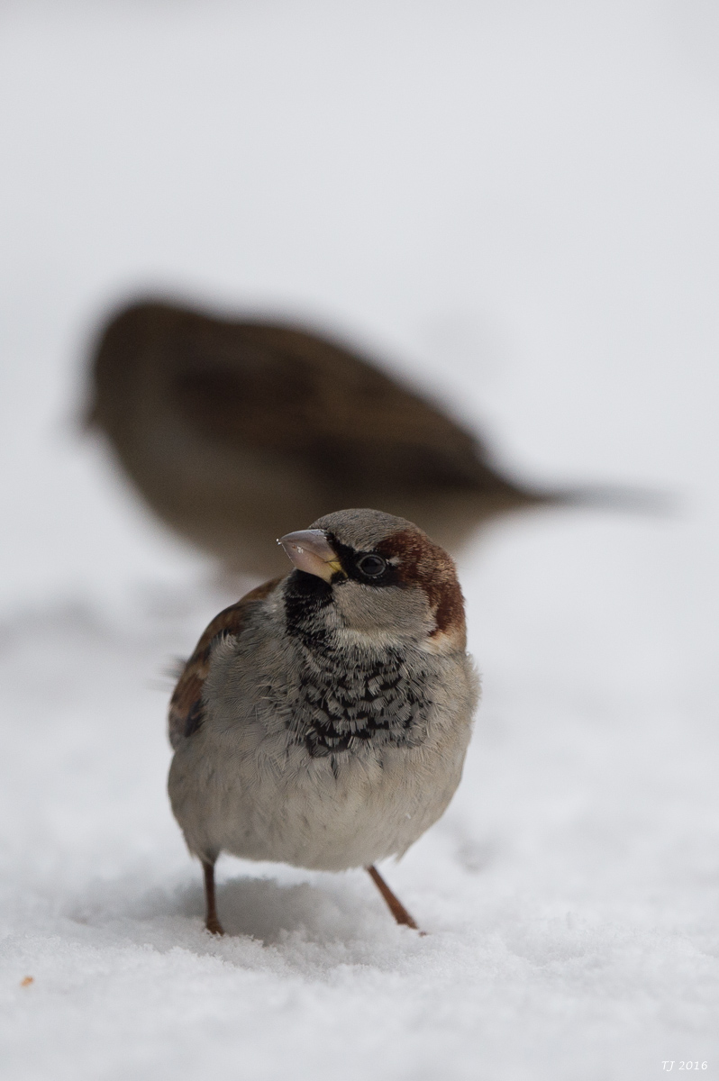 DSC_2661-2.jpg