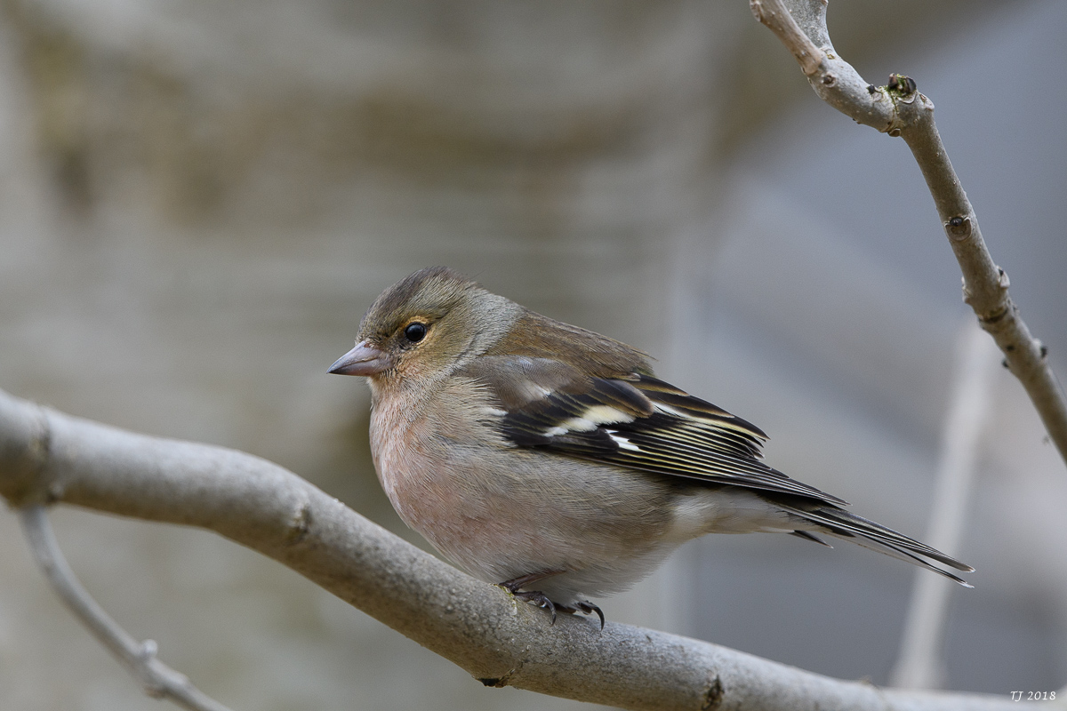 DSC_4060.jpg