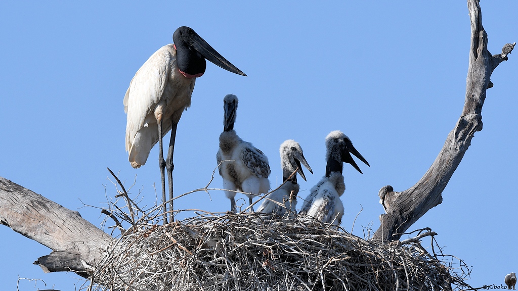Jabiru Stoch mit drei Jungtieren im Nest