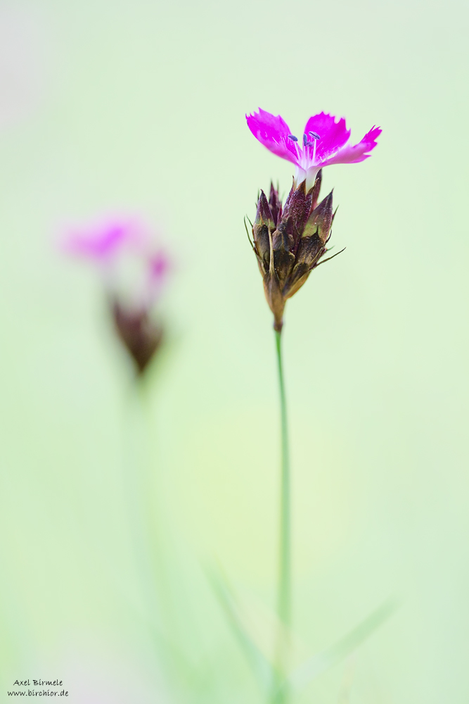 20160528_0007_PS_LAB_1000Px.jpg