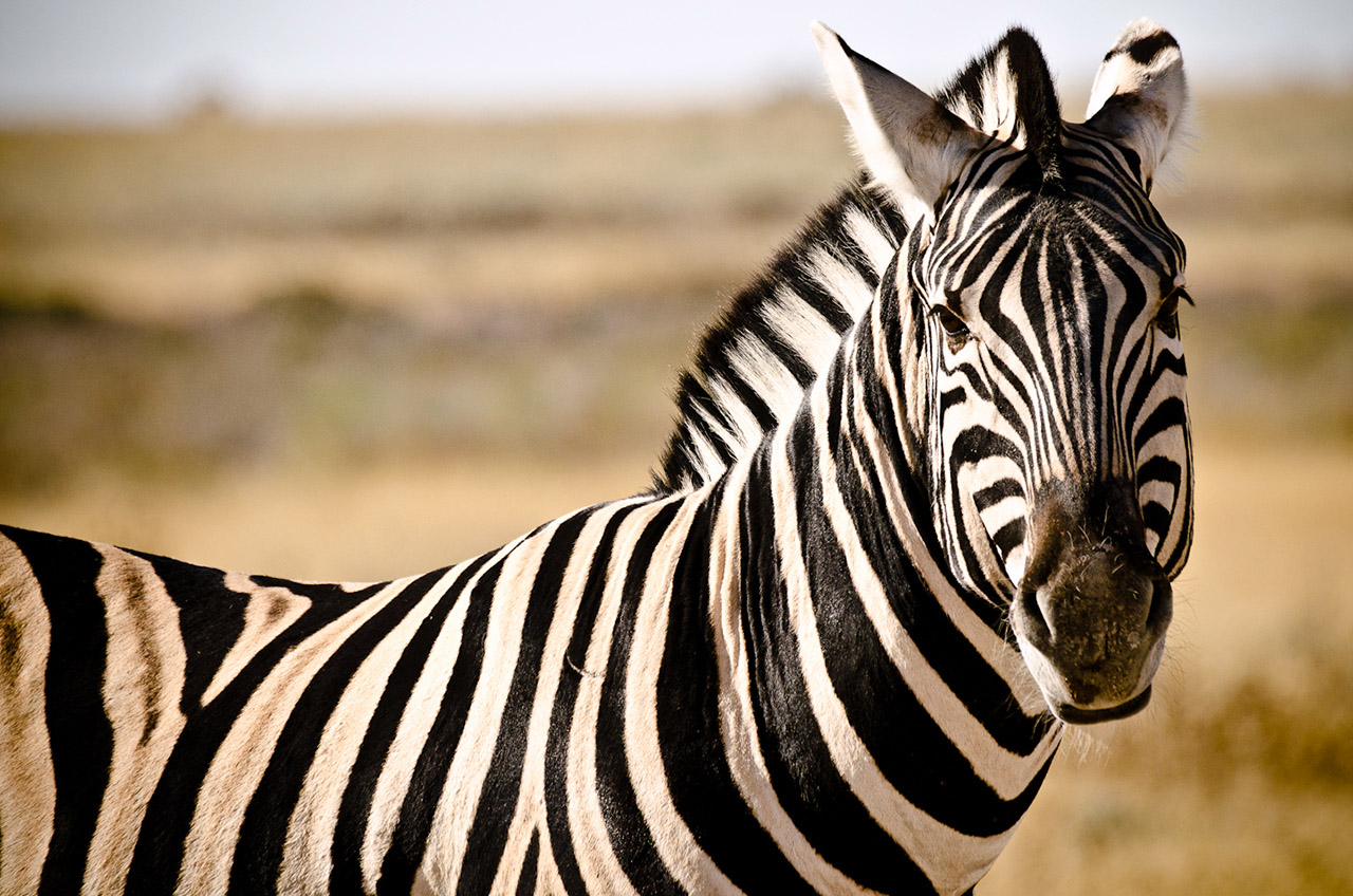 namibia_zebras_3.jpg