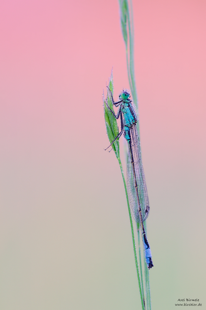 20160529_0013_PS_1000Px.jpg