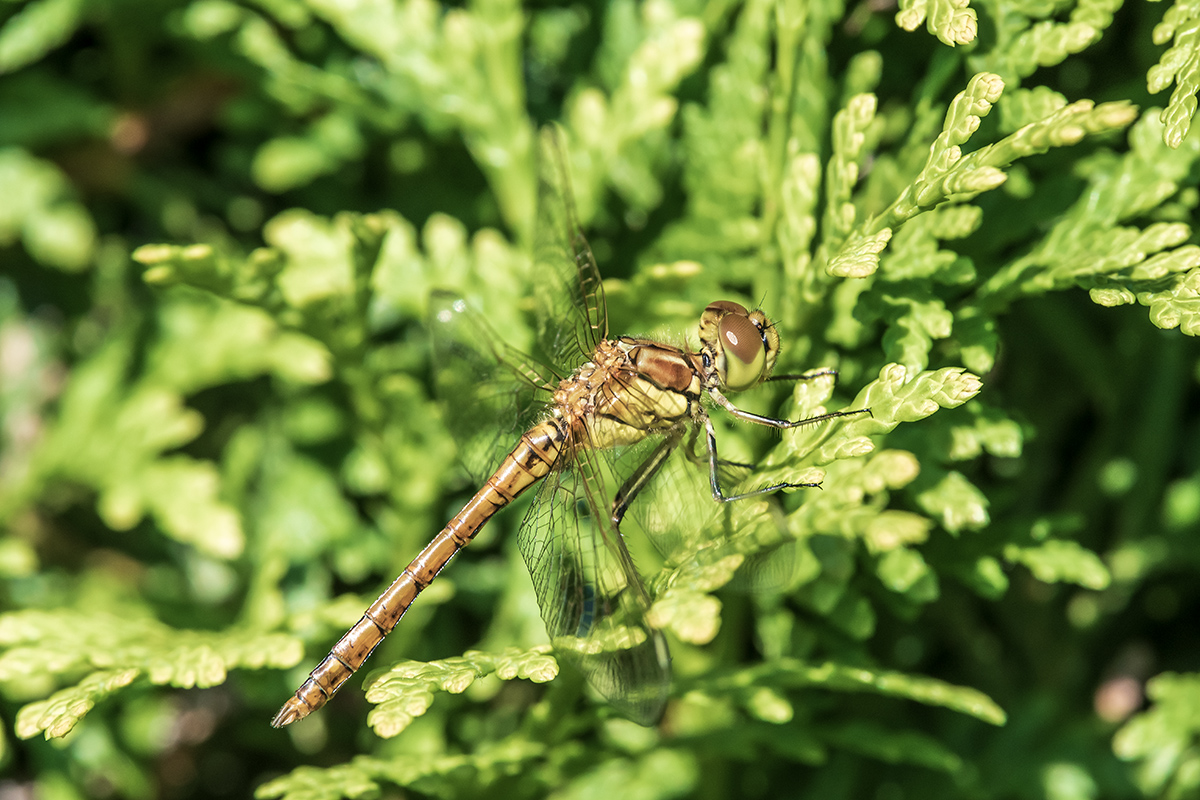 20200810_D500_0350NF.jpg